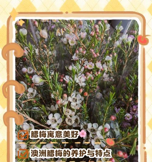 米色腊梅花的花语是什么？米色腊梅代表什么寓意？