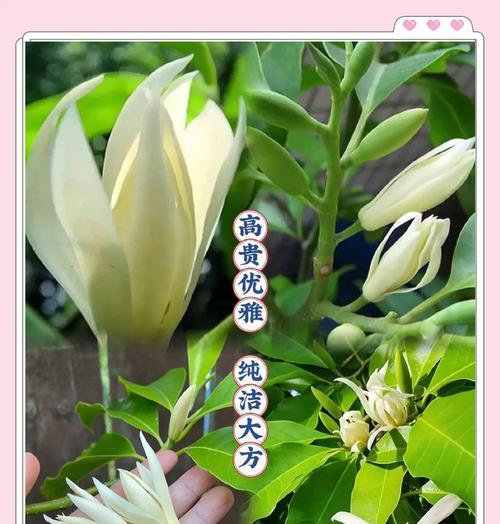 寓意无法在一起的爱情的花是什么？