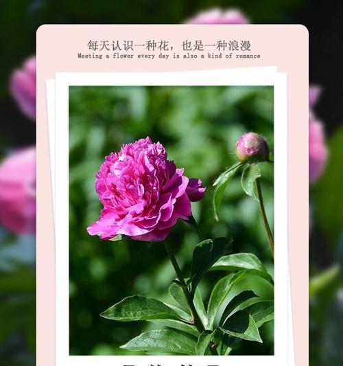 暖色系花语有哪些？它们分别代表了什么？