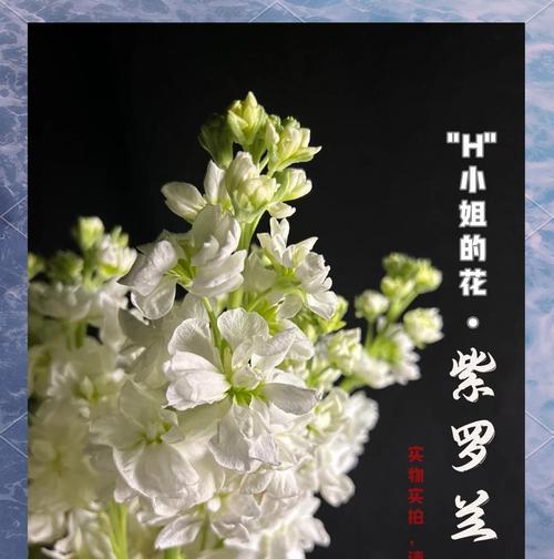 哪种动物象征着白色花朵？白色花与动物的象征关系是什么？