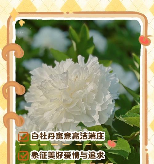 哪种动物象征着白色花朵？白色花与动物的象征关系是什么？
