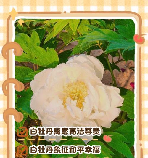 哪种动物象征着白色花朵？白色花与动物的象征关系是什么？