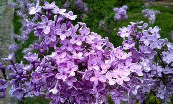 白色花喷成紫色代表什么？