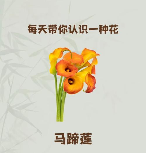 马蹄莲手捧花的含义是什么？