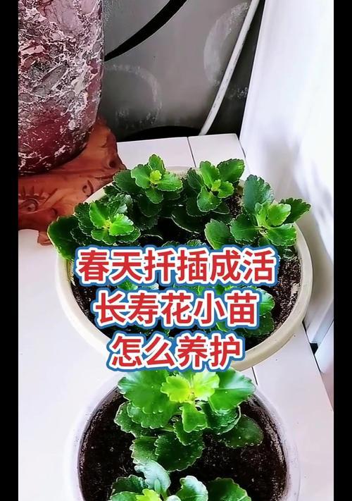 长寿花小苗寓意何在？它象征着什么？