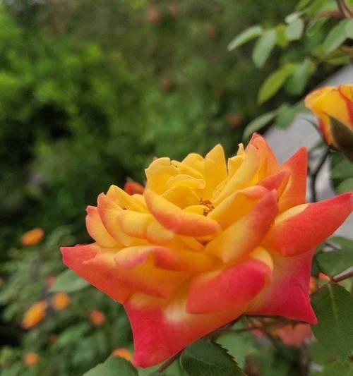 彩色花朵的含义是什么？哪种花是彩色的？