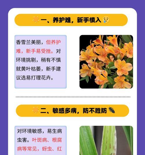彩色花朵的含义是什么？哪种花是彩色的？