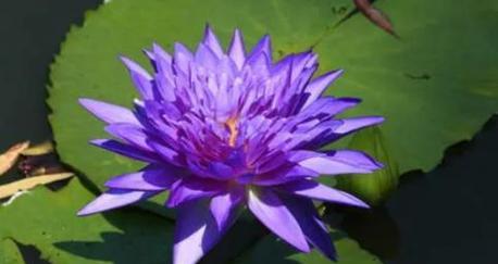 深紫色花代表什么？深紫色花的象征意义是什么？