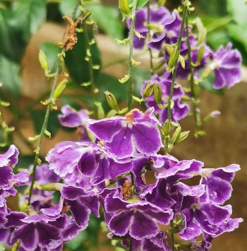 深紫色花代表什么？深紫色花的象征意义是什么？
