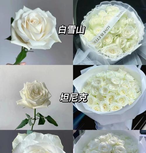 干白色玫瑰花的寓意是什么？