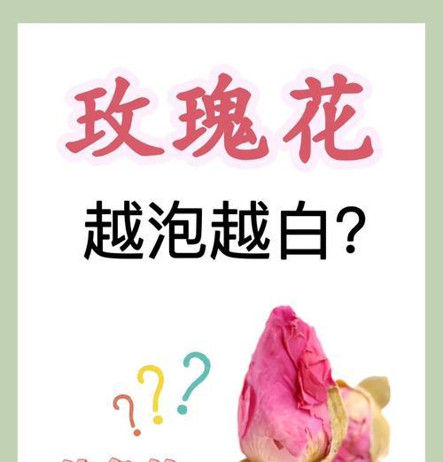 干白色玫瑰花的寓意是什么？