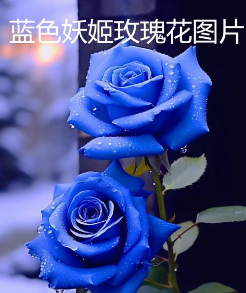 鲜花如何表达富贵？哪种花的花语最富贵？