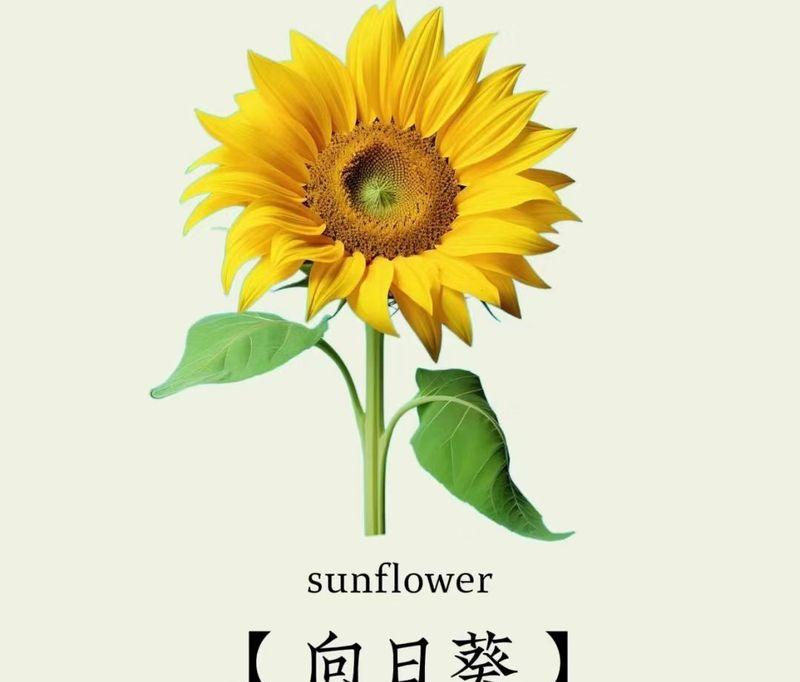 鲜花如何表达富贵？哪种花的花语最富贵？
