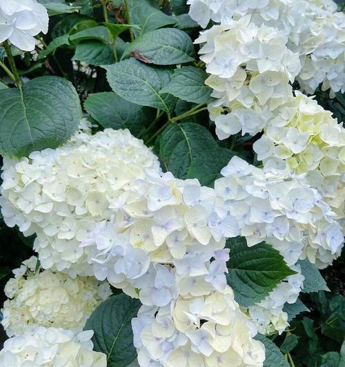 白色的绣球花寓意着什么？它在花语中有什么特别之处？