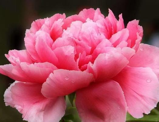 粉色栀子花象征着什么？粉色栀子花的寓意是什么？