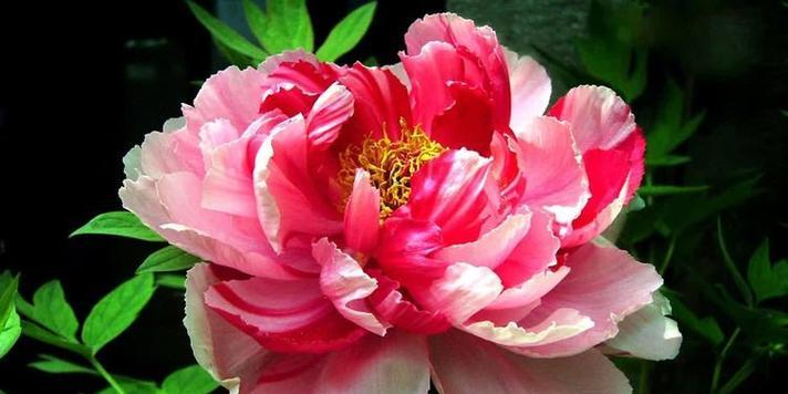 粉色栀子花象征着什么？粉色栀子花的寓意是什么？