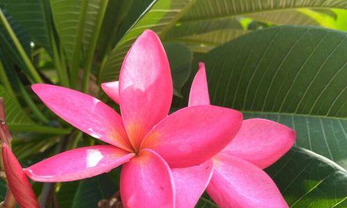 粉色栀子花象征着什么？粉色栀子花的寓意是什么？
