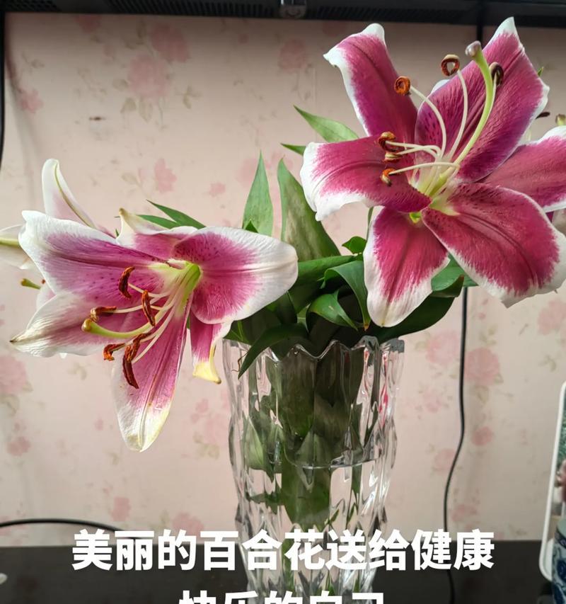 情人节送百合花有何深意？它代表了什么情感？