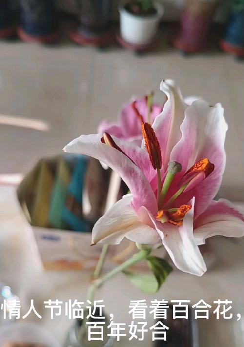 情人节送百合花有何深意？它代表了什么情感？