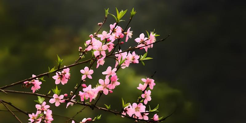 哪些水生花象征爱情？它们的寓意是什么？