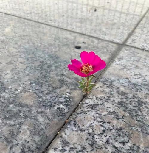 哪种花象征坚强快乐美丽？如何用花表达积极的情感？