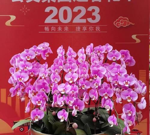 春节期间花卉的花语是什么？春节送花有哪些特别含义？