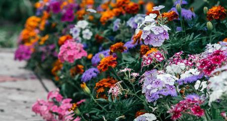 春节手抹盘花的寓意是什么？春节花卉装饰的意义何在？