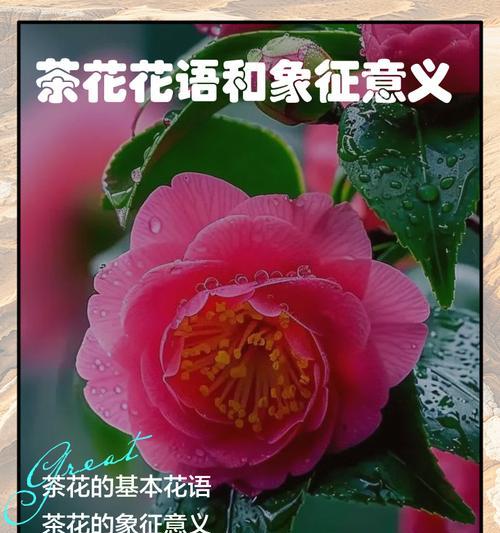 不同颜色的花代表什么意义和花语？
