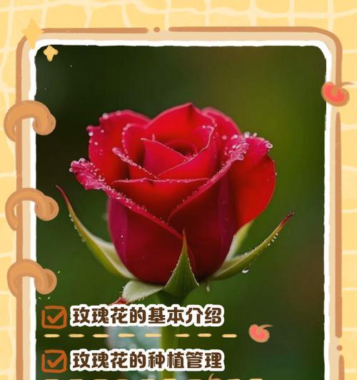 情人节一束一支玫瑰的寓意是什么？单支玫瑰花在情人节的意义？