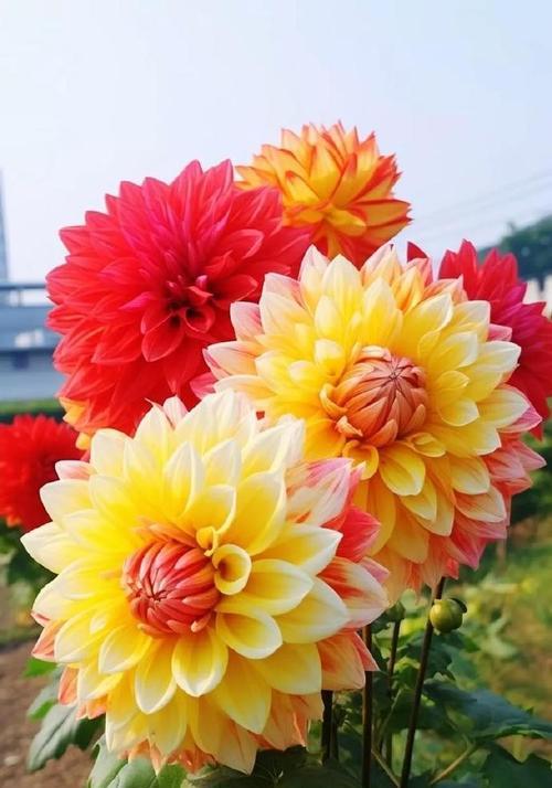哪种花寓意快乐与美丽？