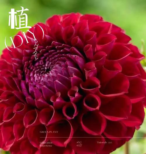 哪些花象征富贵？富贵花语有哪些？