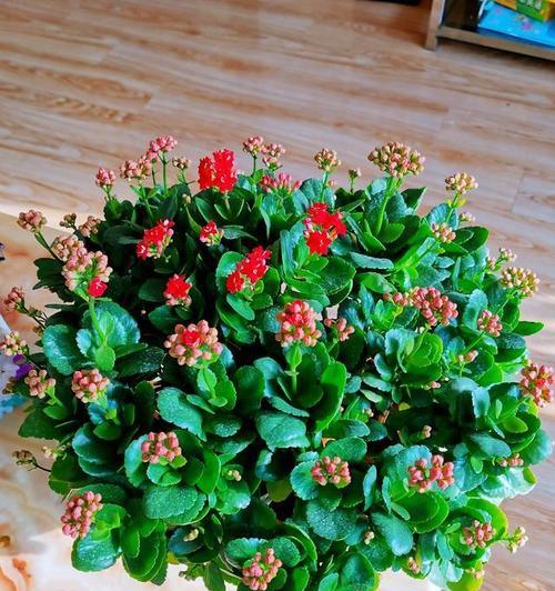 哪种花的颜色代表绿色？