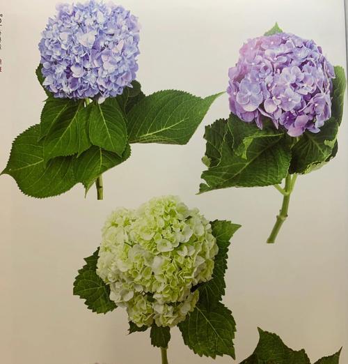 哪种花的颜色代表绿色？