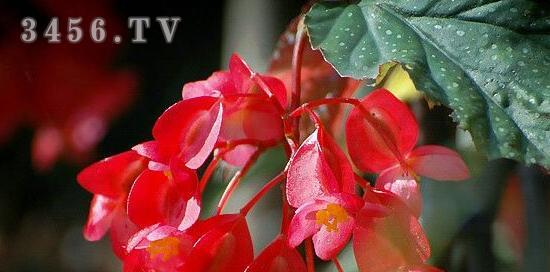 斑竹节的花语是什么？斑竹节象征着什么？