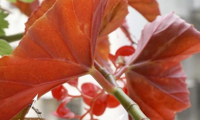 斑竹节的花语是什么？斑竹节象征着什么？
