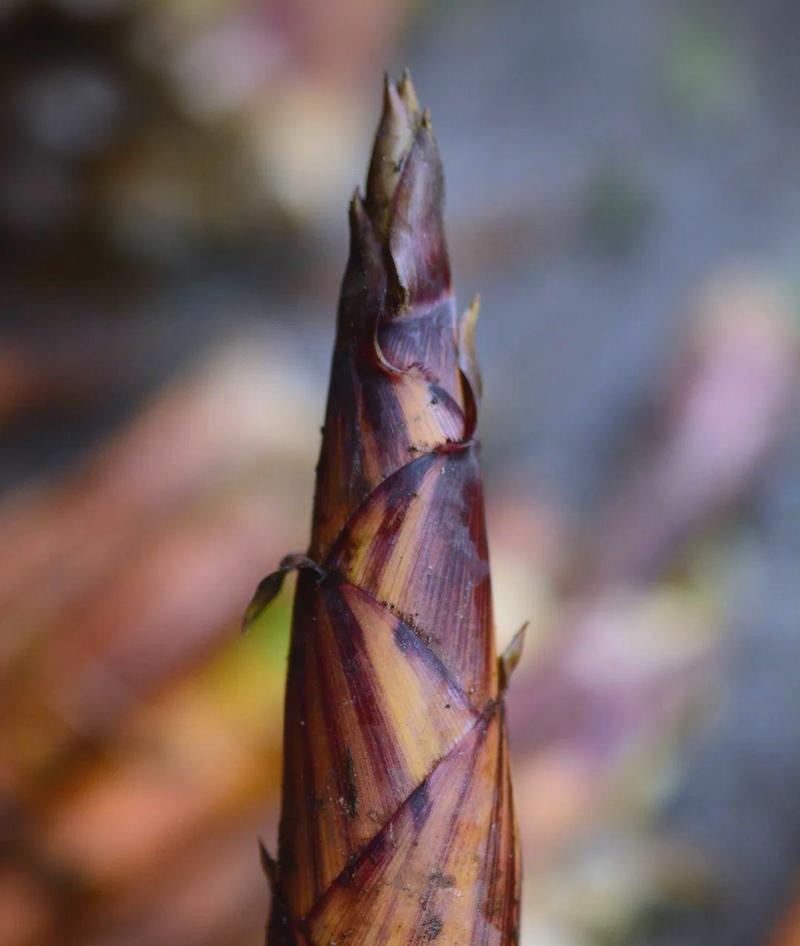 斑竹节的花语是什么？斑竹节象征着什么？