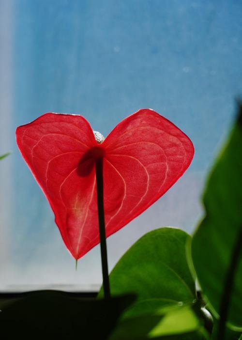 淡红色的花象征着什么？