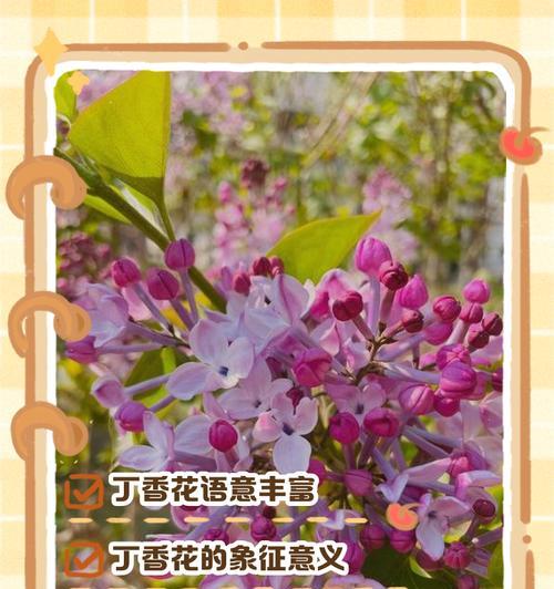 老人带花的语言是什么意思？花语在传统中的地位如何？