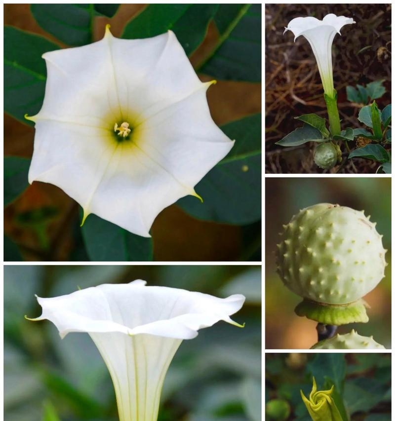 一颗白色曼陀罗花的寓意是什么？它象征着什么？