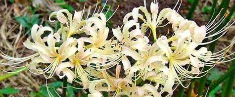 一颗白色曼陀罗花的寓意是什么？它象征着什么？