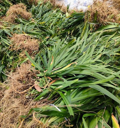 扁竹兰花象征着幸福吗？扁竹兰花的寓意是什么？
