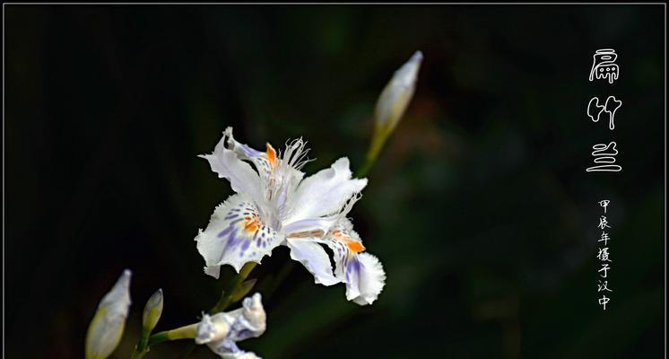 扁竹兰花象征着幸福吗？扁竹兰花的寓意是什么？