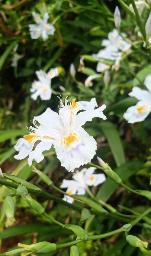 扁竹兰花象征着幸福吗？扁竹兰花的寓意是什么？