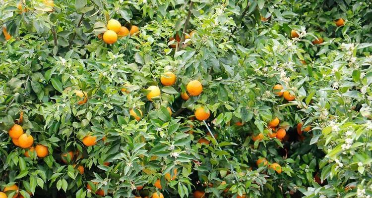 八节奇花四进果是什么意思？