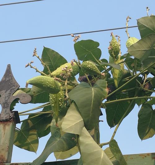 八节奇花四进果是什么意思？
