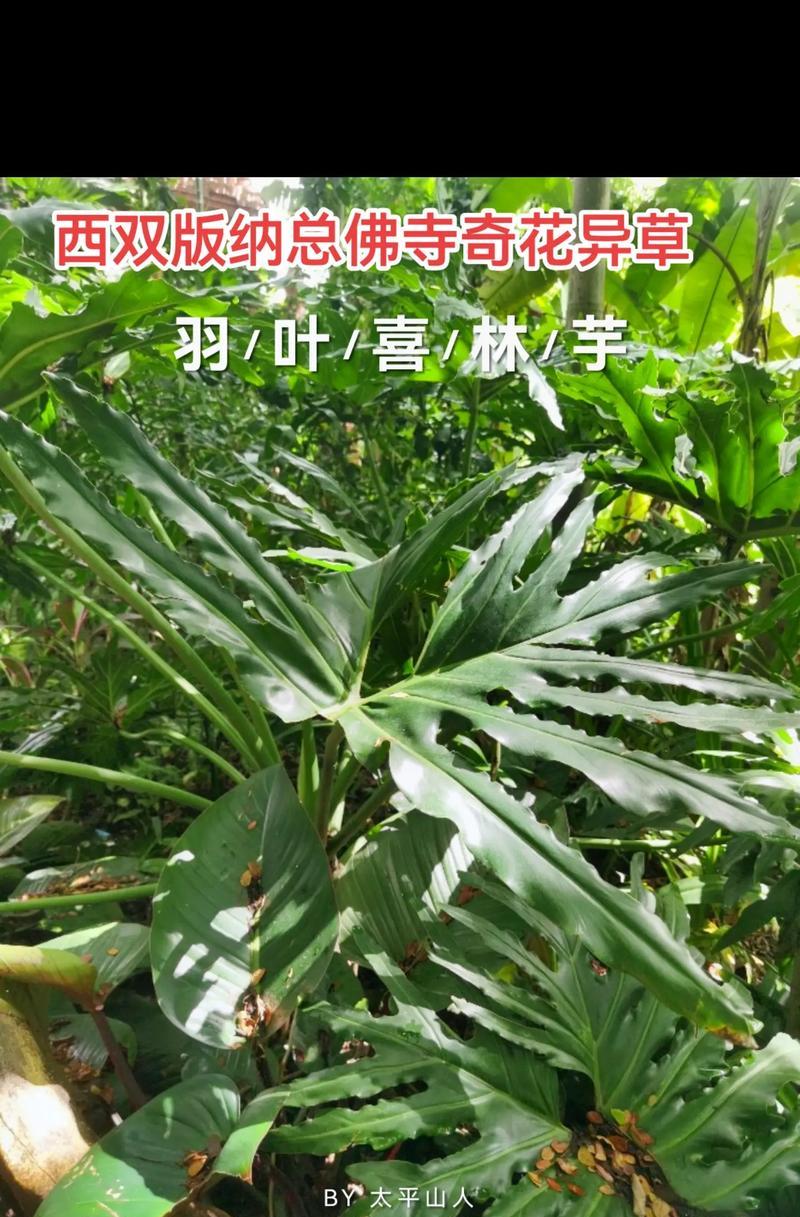 八节奇花四进果是什么意思？