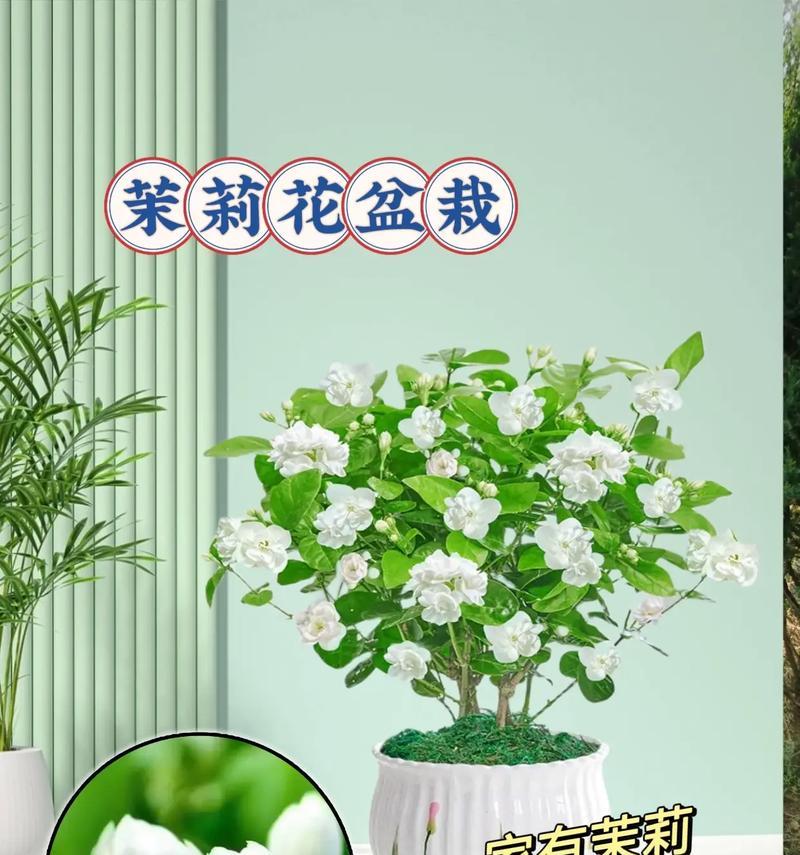 茉莉花的吉祥寓意是什么？花语中茉莉代表什么？