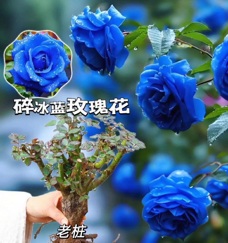 双蓝色的花寓意是什么？它们代表了哪些意义？