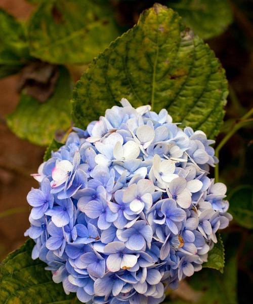 水中蓝色绣球花代表什么？绣球花的寓意有哪些？