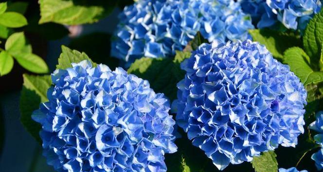水中蓝色绣球花代表什么？绣球花的寓意有哪些？